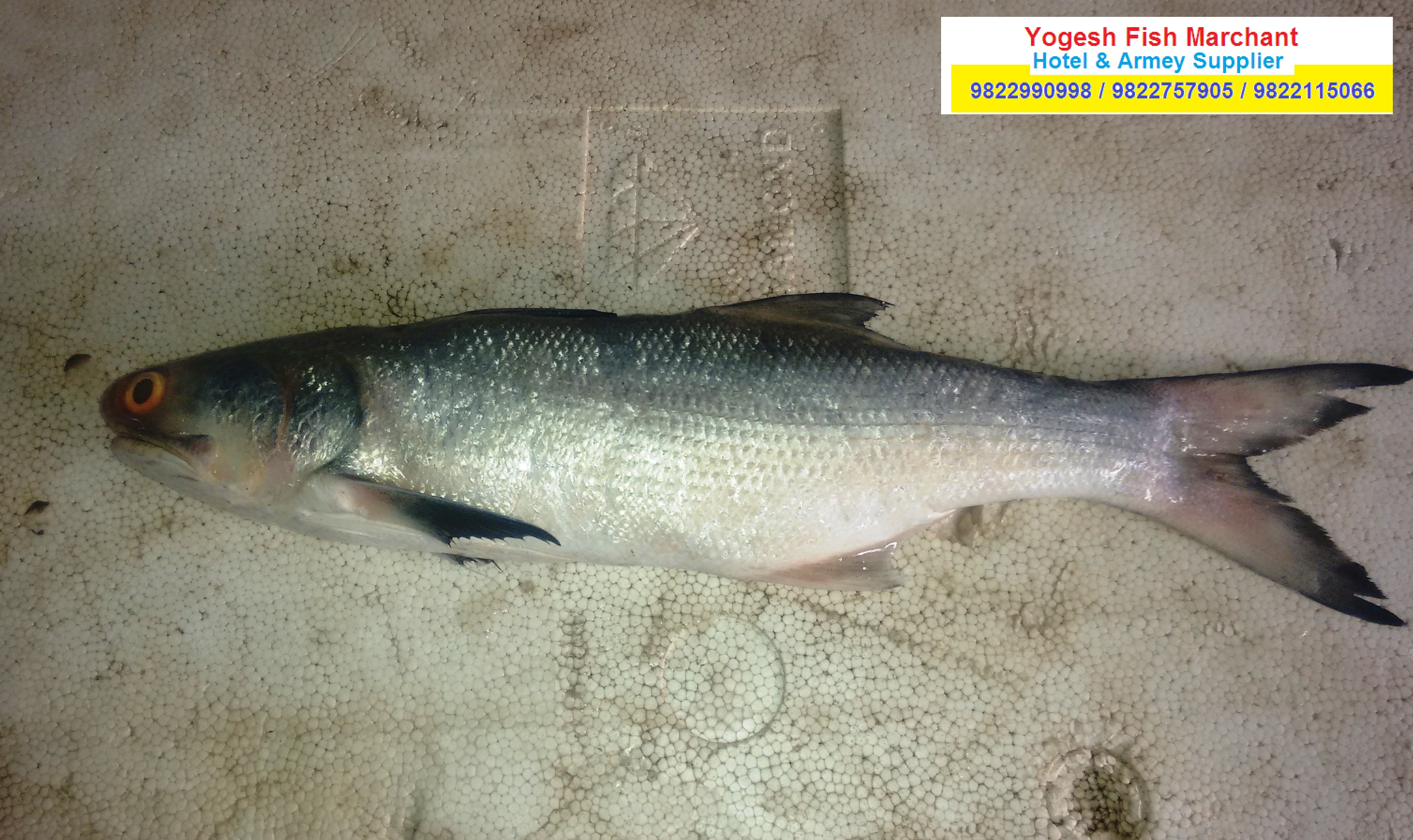 yogesh fish marchant